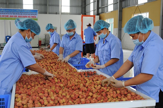 Ngành nông nghiệp xuất siêu 3,9 tỷ USD trong 7 tháng 2021