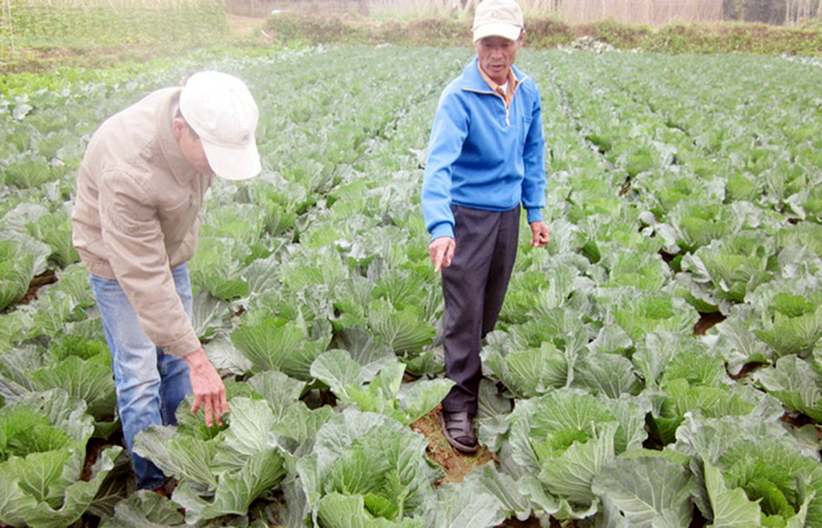 Mai Châu chăm lo đời sống đồng bào dân tộc thiểu số (Bài cuối): Nâng cao vị thế 'đầu tàu' của HTX