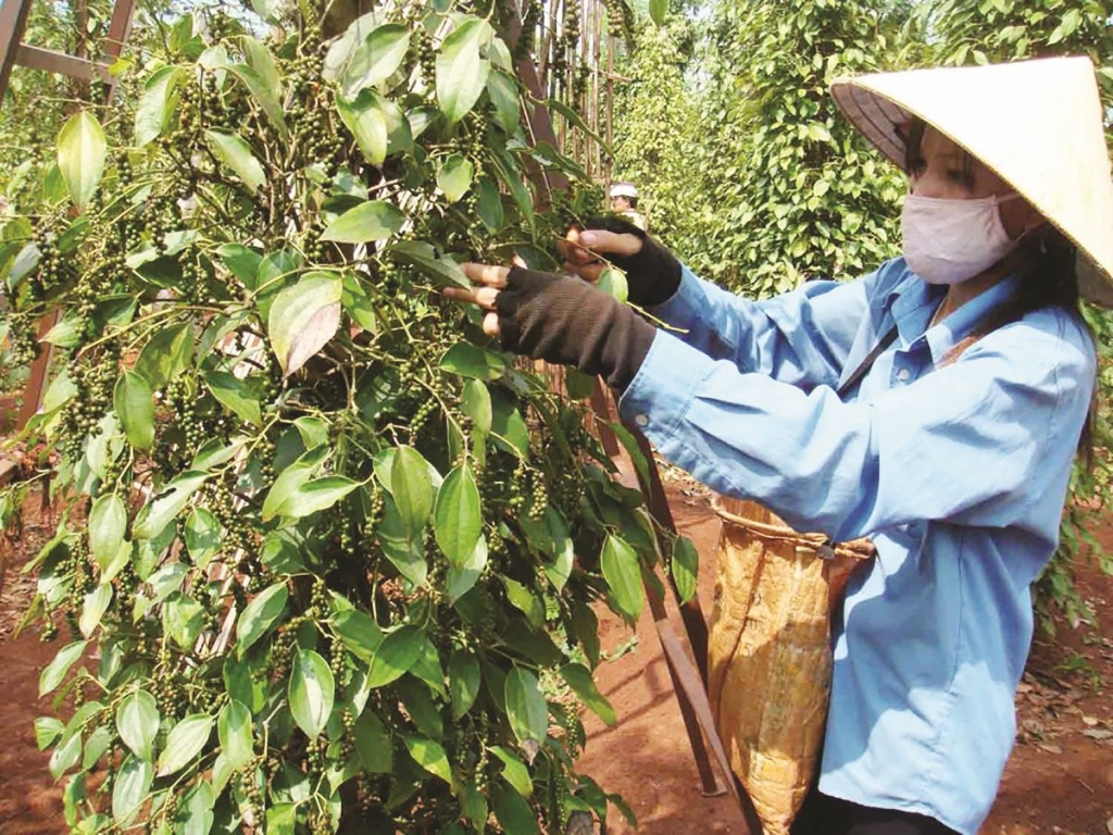 Giá xuất khẩu hồ tiêu tăng hơn 50% trong 7 tháng đầu năm 2021