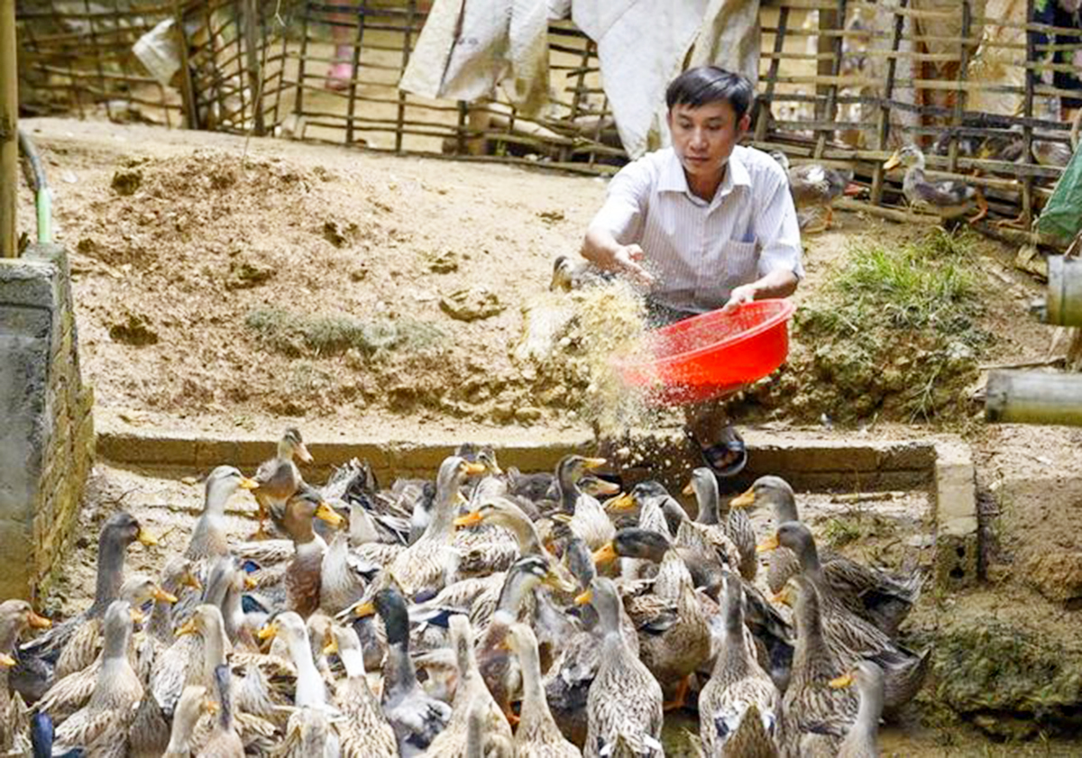 Diện mạo mới huyện vùng cao Bá Thước (Bài 2): Điểm tựa sản xuất từ các HTX