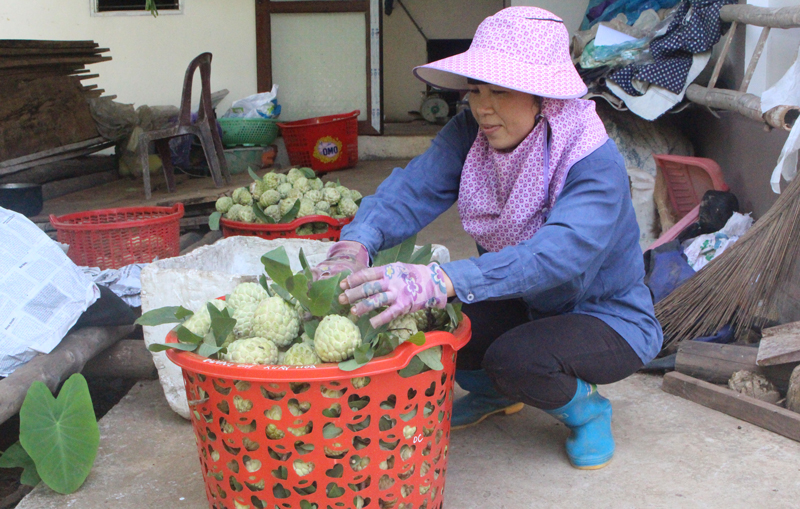 Thanh niên dân tộc thiểu số ở Võ Nhai làm kinh tế HTX (Bài 2) Khát vọng làm giàu của nữ giám đốc trẻ