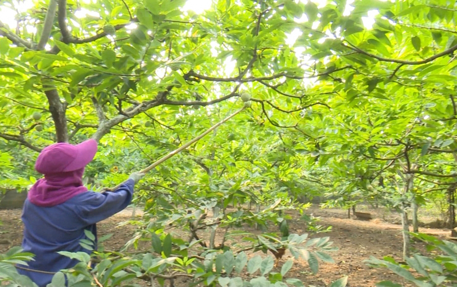 Thanh niên dân tộc thiểu số ở Võ Nhai làm kinh tế HTX (Bài 1): Khởi nghiệp thành công từ mô hình HTX