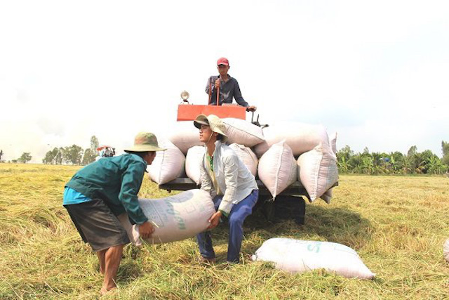 Các ngân hàng hỗ trợ doanh nghiệp thu mua tạm trữ thóc, gạo