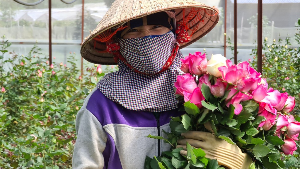 100 triệu cành hoa, 130 tấn bơ và mắc ca ở Lâm Đồng 'tắc' đầu ra vì COVID-19