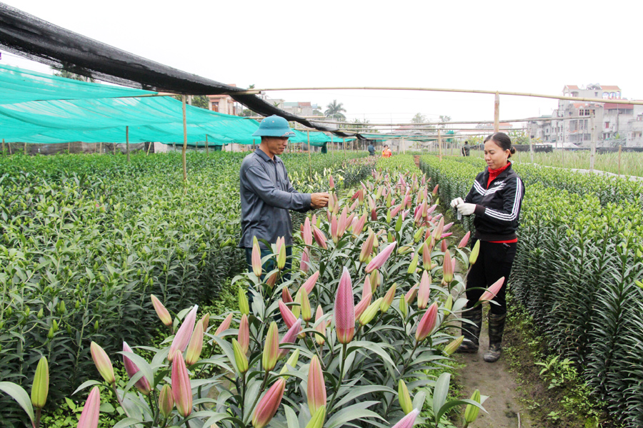 Quảng Ninh: Khỏa lấp 'khoảng trống' BHXH trong khu vực HTX