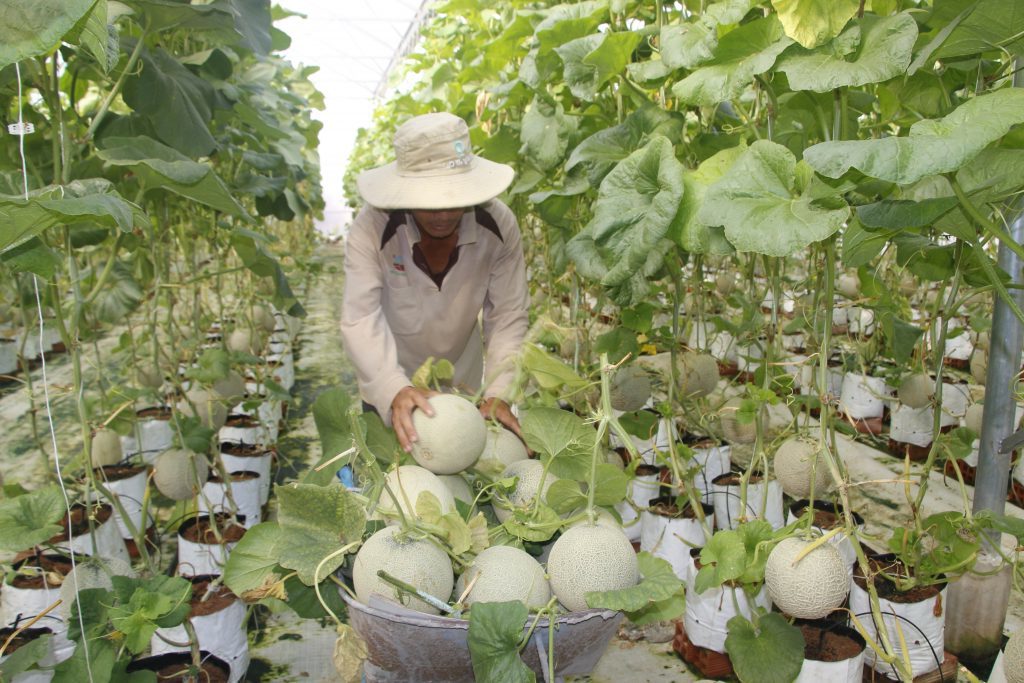 Chăm lo đời sống đồng bào dân tộc thiểu số ở Phú Giáo (Bài cuối): Tạo động lực phát triển kinh tế hợp tác