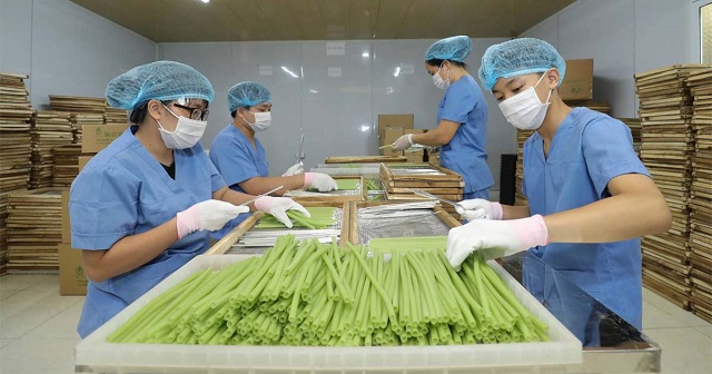 HTX nông nghiệp Sông Hồng tìm hướng đi mới từ... ống hút
