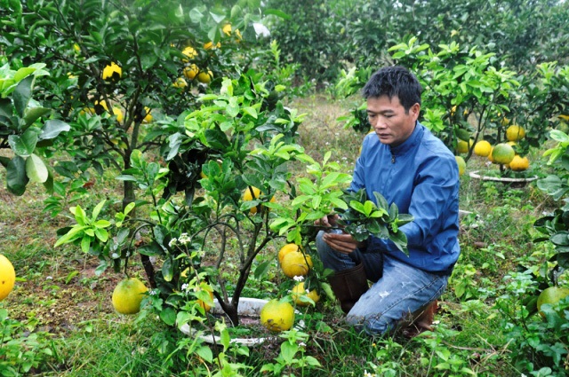 Đào tạo nghề nông thôn thúc đẩy tái cơ cấu nông nghiệp Quảng Ninh