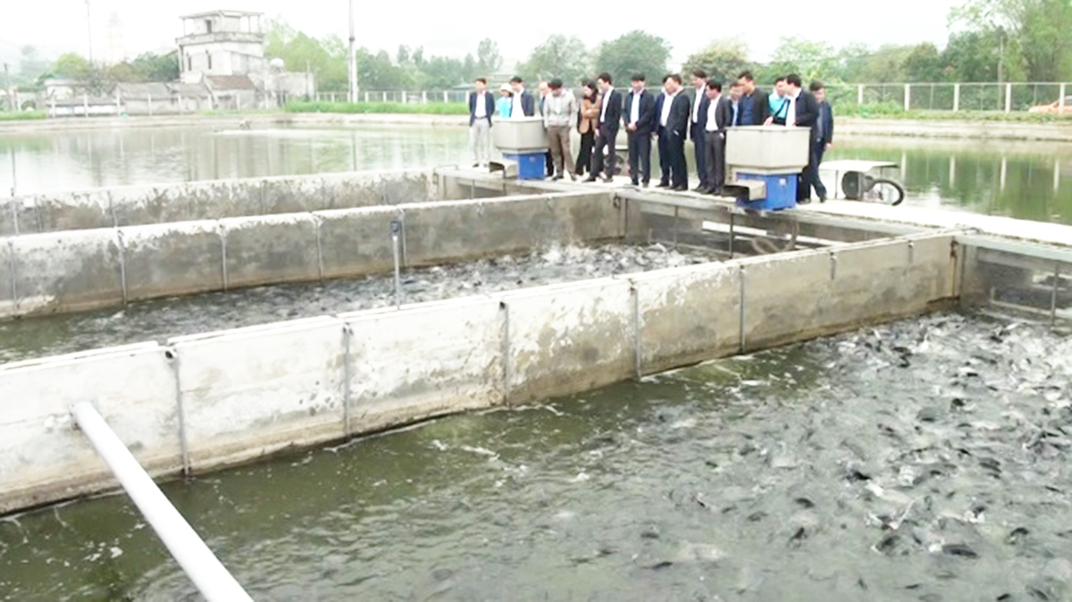 Hiệu quả sản xuất là 'ngòi nổ' trong xây dựng nông thôn mới Thanh Sơn