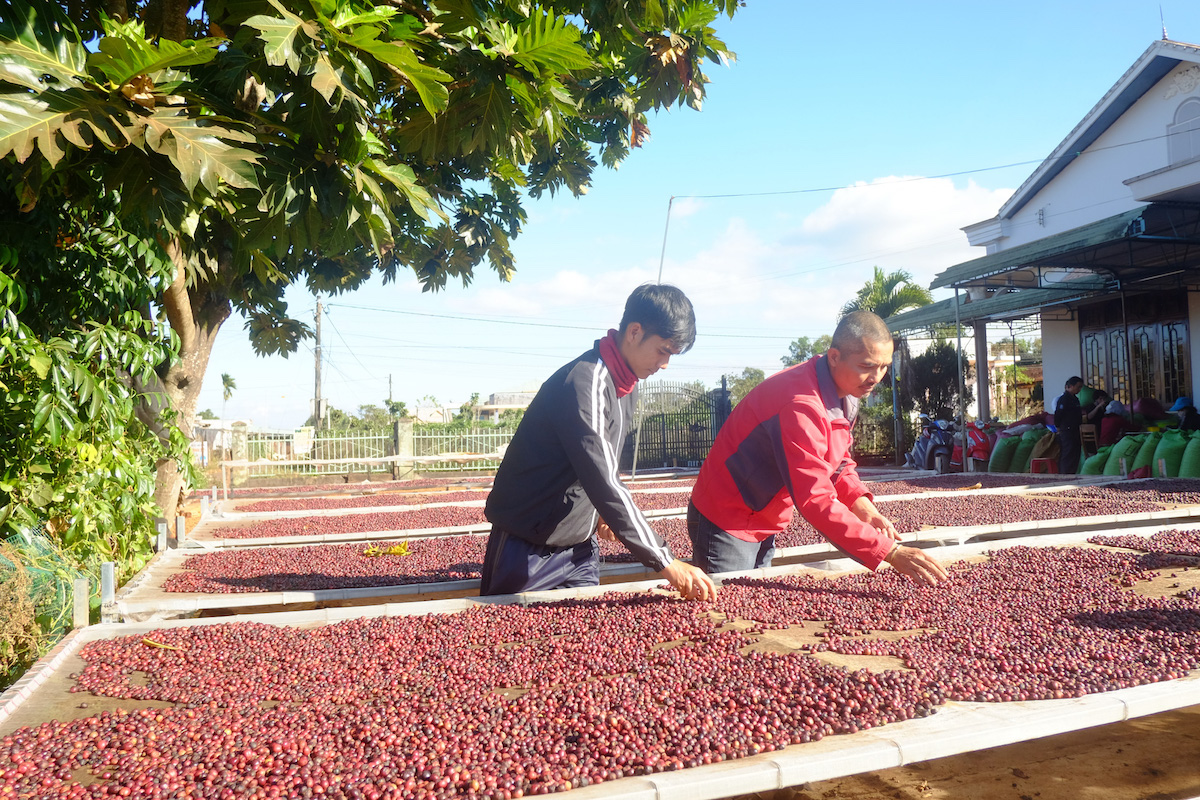 Ngành cà phê Brazil gặp bất lợi, cơ hội cho xuất khẩu cà phê Việt Nam