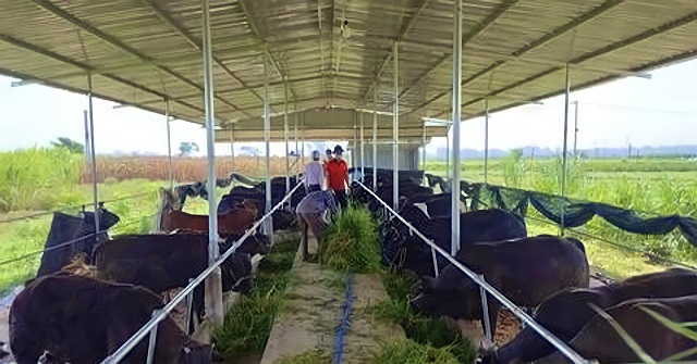 HTX góp sức xây dựng nông thôn mới Điện Bàn