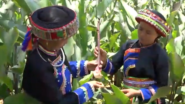 Phát triển nông nghiệp hữu cơ ở vùng đồng bào DTTS Bắc Kạn (Bài 1): Tạo sinh kế bền vững