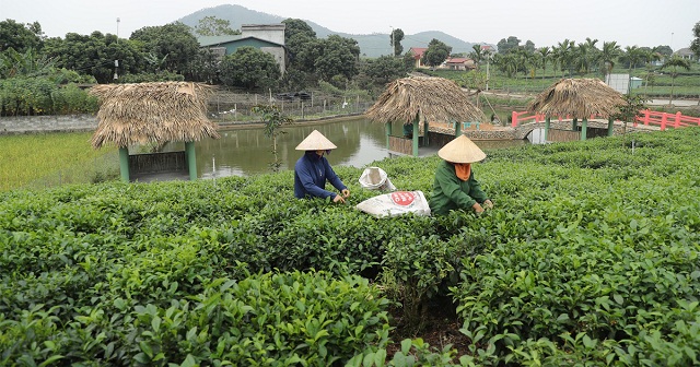 Nông thôn mới kiểu mẫu ở nơi 'đệ nhất danh trà'