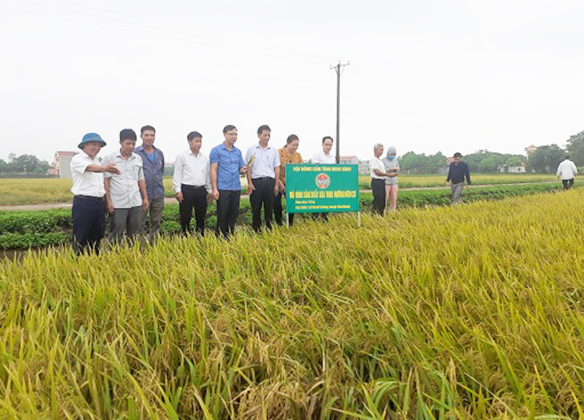 Tạo nền tảng chắc để xây dựng nông thôn mới nâng cao