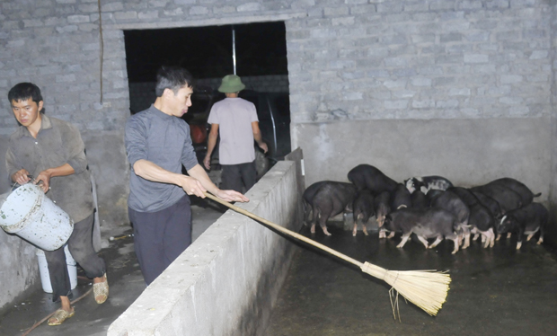 Tái cơ cấu nông nghiệp ở Mèo Vạc (Bài 2): HTX Tuấn Dũng thành công từ nuôi giống lợn Lũng Pù