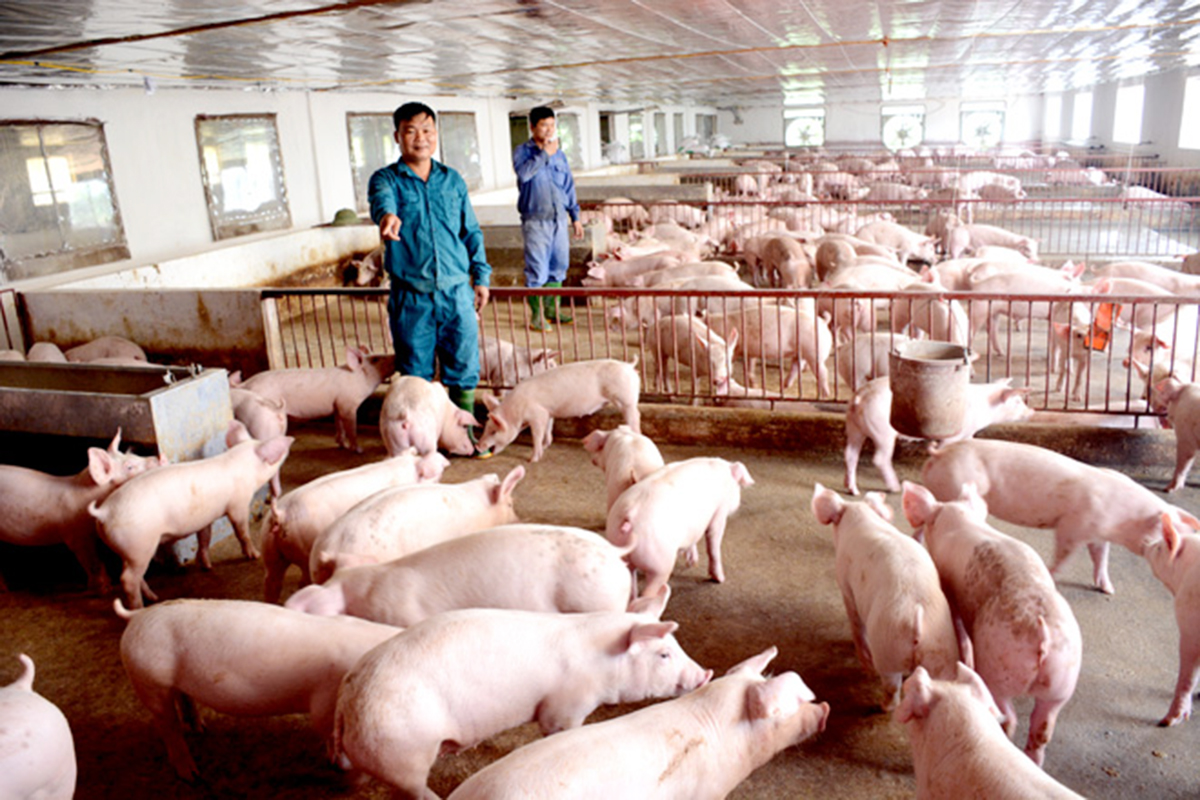 Huyện vùng cao Sơn Dương chuyển mình từ kinh tế hợp tác (Bài 1): Cú hích từ nông nghiệp hàng hóa