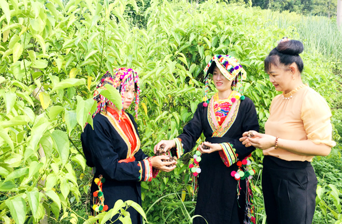 Huyện vùng cao Sơn Dương chuyển mình từ kinh tế hợp tác (Bài cuối): Hiện thực hóa mục tiêu giảm nghèo bền vững