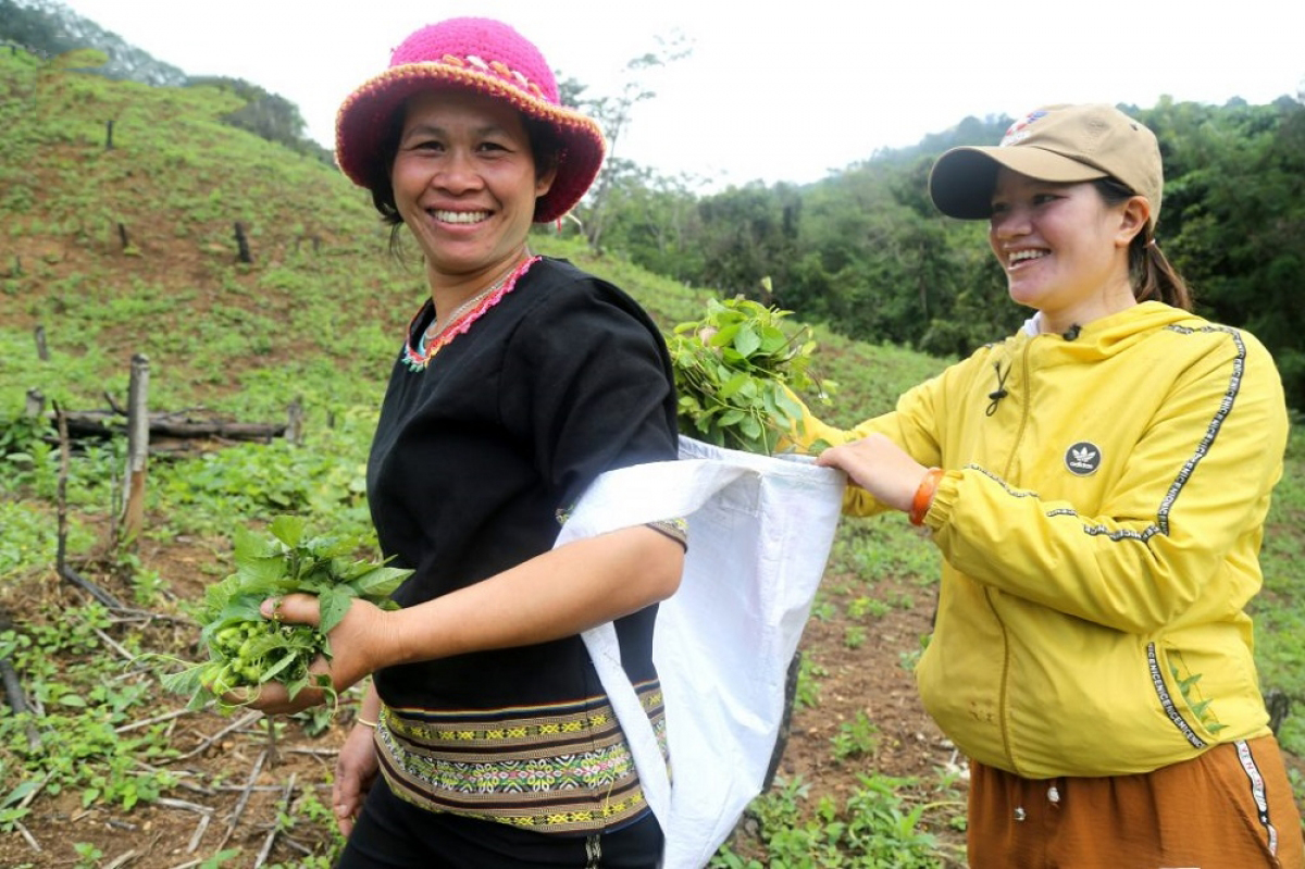 Kinh tế dược liệu và khát vọng vươn lên của người Xê Đăng (Bài 1): Cây thoát nghèo của đồng bào