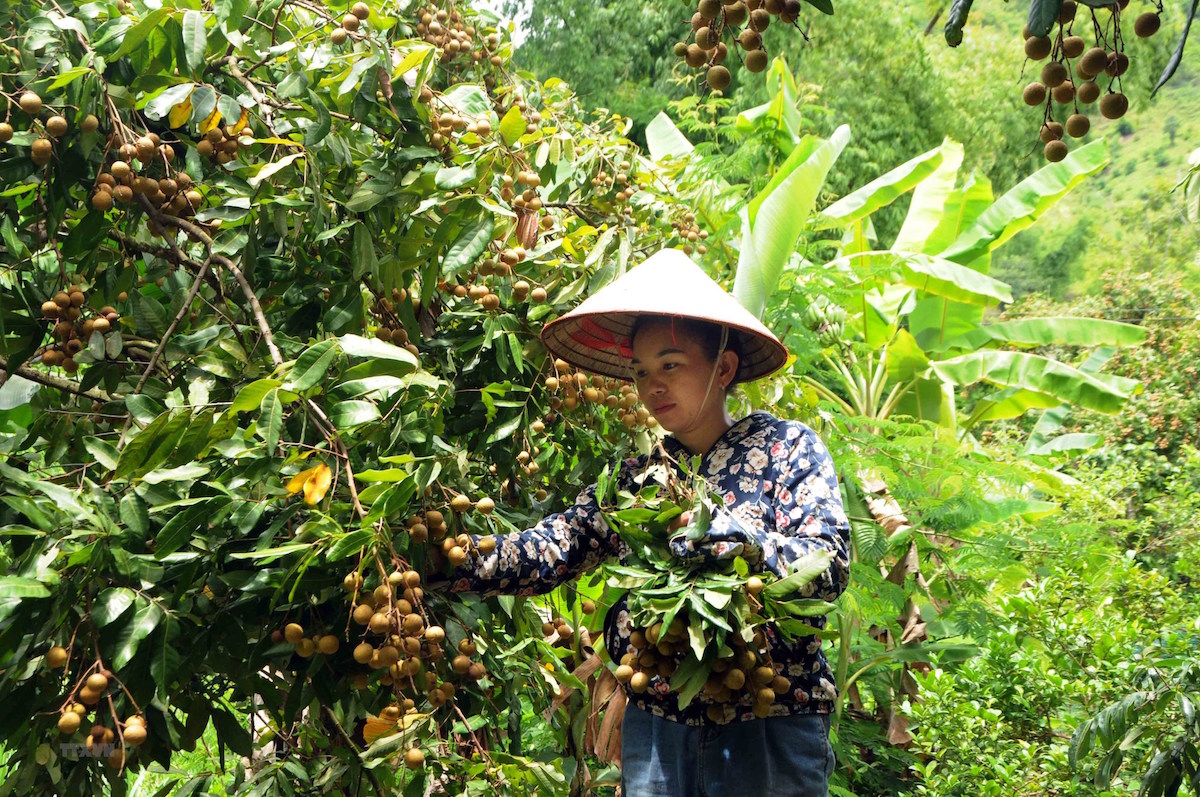 Nông sản Sông Mã 'vươn mình' giữa núi rừng (Bài 2): Trái nhãn giúp cuộc sống người dân thêm ấm no