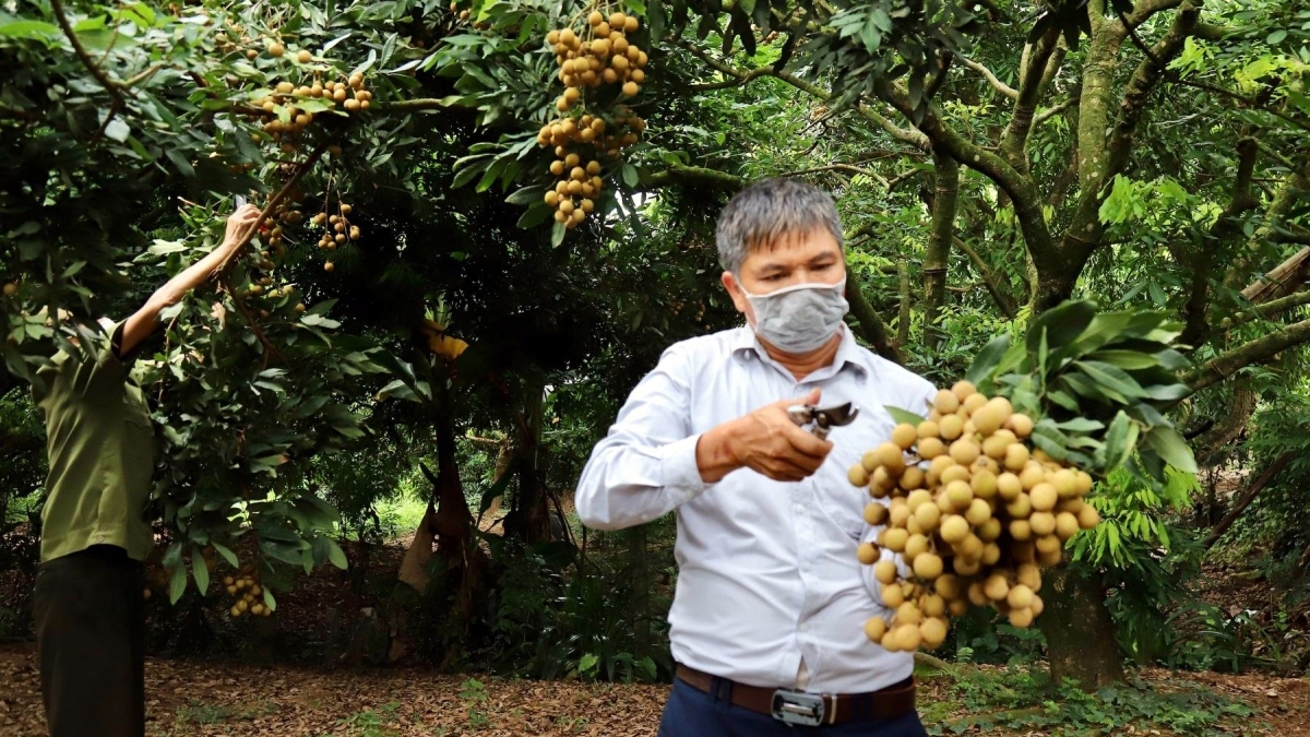'Bài toán' tiêu thụ trái cây mùa vụ tại các tỉnh đang giãn cách