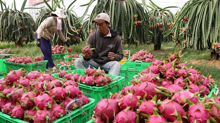 Nông sản, trái cây tìm cách 'vượt rào' vào thị trường Trung Quốc