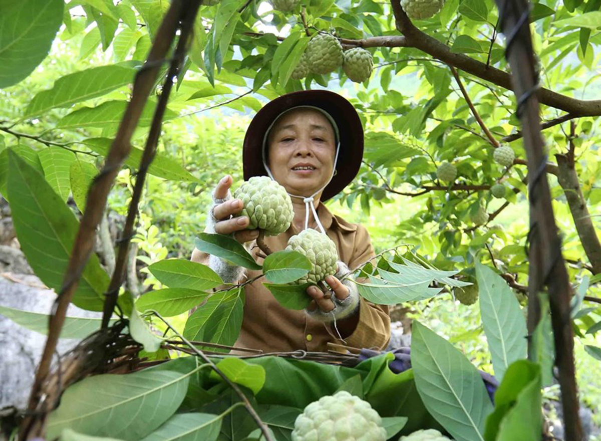 Đồng Hỷ phát triển vùng đồng bào dân tộc thiểu số (Bài 2): Đẩy mạnh chuyển đổi sản xuất