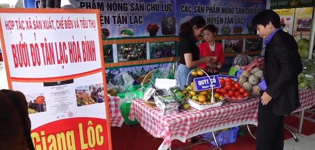 Phát triển sản phẩm chủ lực từ cây ăn quả có múi ở Hoà Bình (Bài 2): Vai trò của HTX gắn với chuỗi giá trị sản phẩm