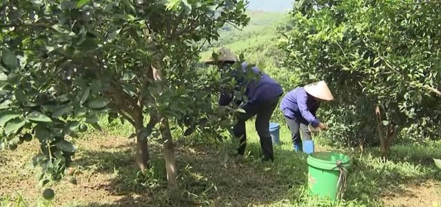 Phát triển sản phẩm chủ lực từ cây ăn quả có múi ở Hoà Bình (Bài cuối): Nỗ lực xóa nghèo cho đồng bào DTTS