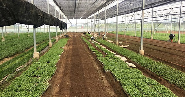Thạch Thất sau 10 năm xây dựng nông thôn mới