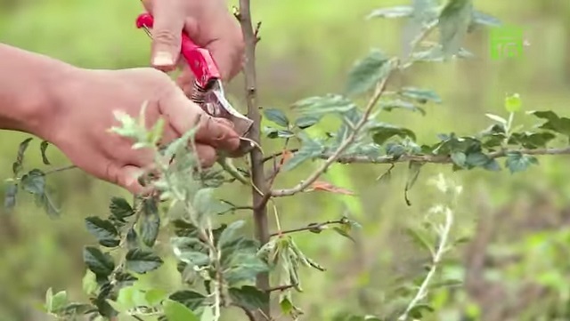 Đồng bào DTTS ở Sơn La làm giàu từ cây sơn tra (Bài cuối): ứng dụng khoa học và công nghệ vào sản xuất