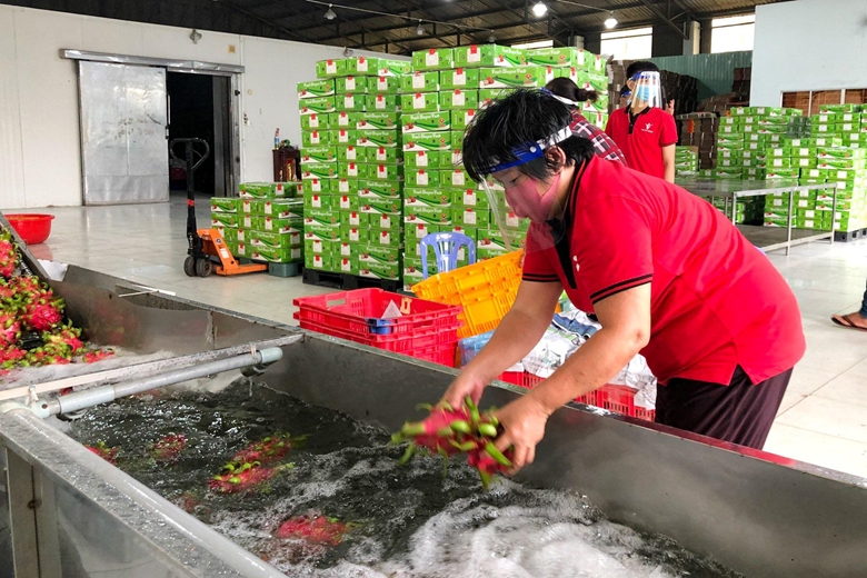 Mở lối ra cho nông sản của hợp tác xã giữa căng thẳng COVID-19