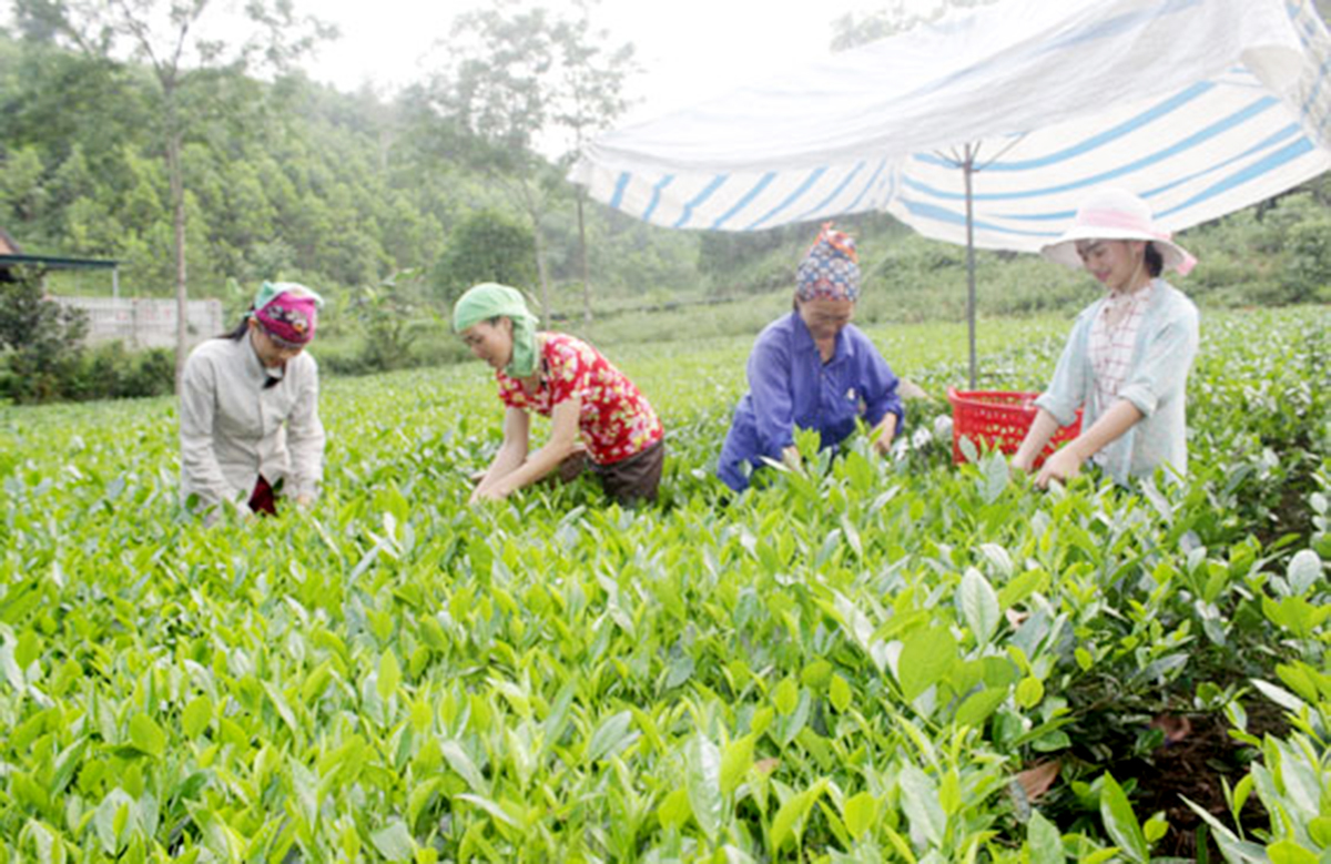 Văn Hán nâng chất các tiêu chí nông thôn mới nâng cao
