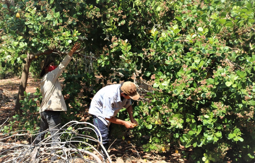 Tánh Linh phát triển sinh kế cho đồng bào dân tộc thiểu số (Bài 1): Giải bài toán thoát nghèo ở La Ngâu