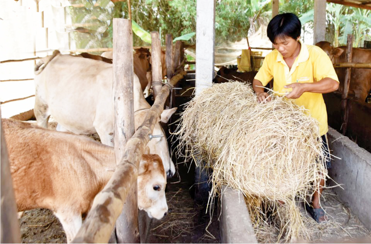 Chuyện làm giàu của người Khmer huyện Cầu Ngang (Bài 1): Giảm nghèo vùng đất khó