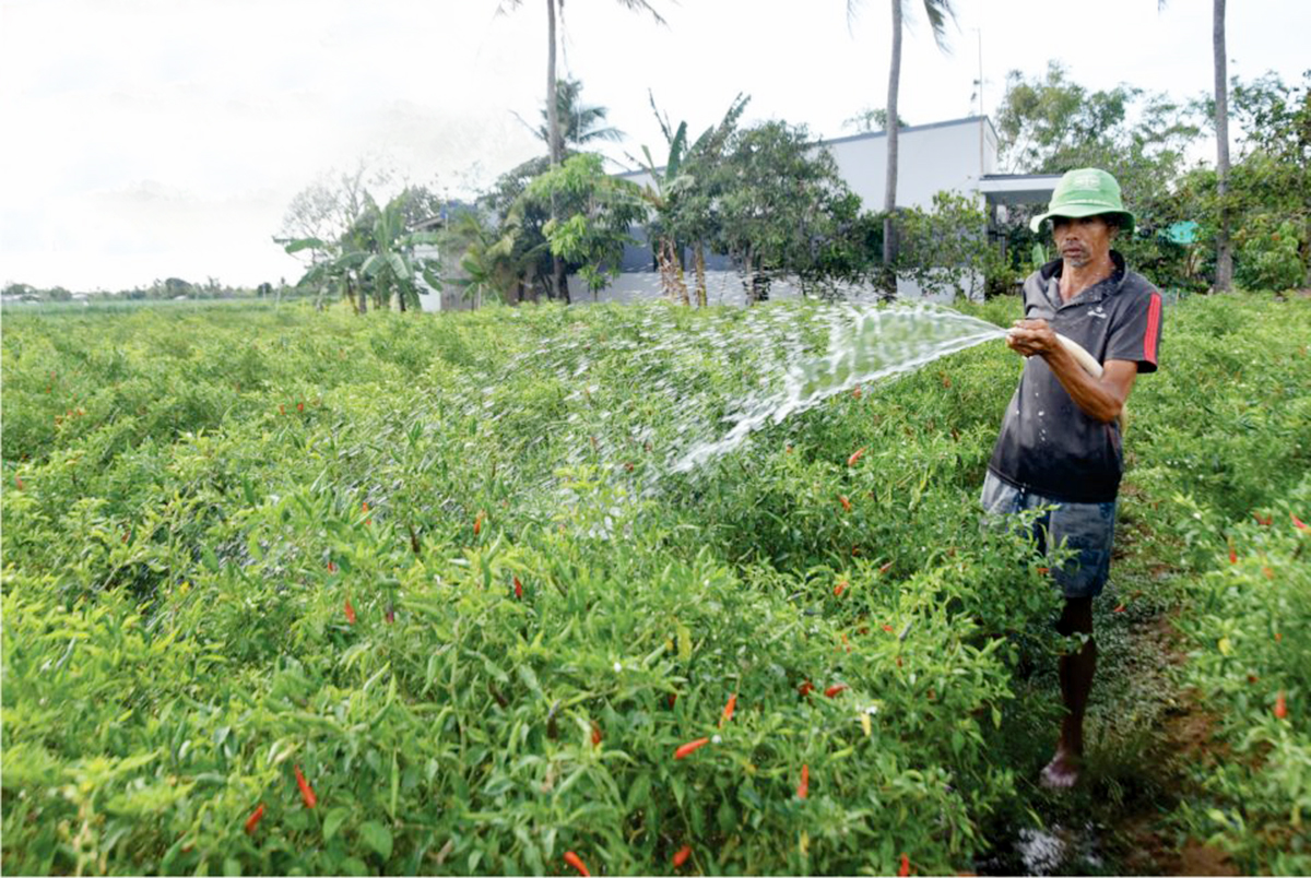 Chuyện làm giàu của người Khmer huyện Cầu Ngang (Bài cuối): Xây dựng lộ trình phát triển bền vững