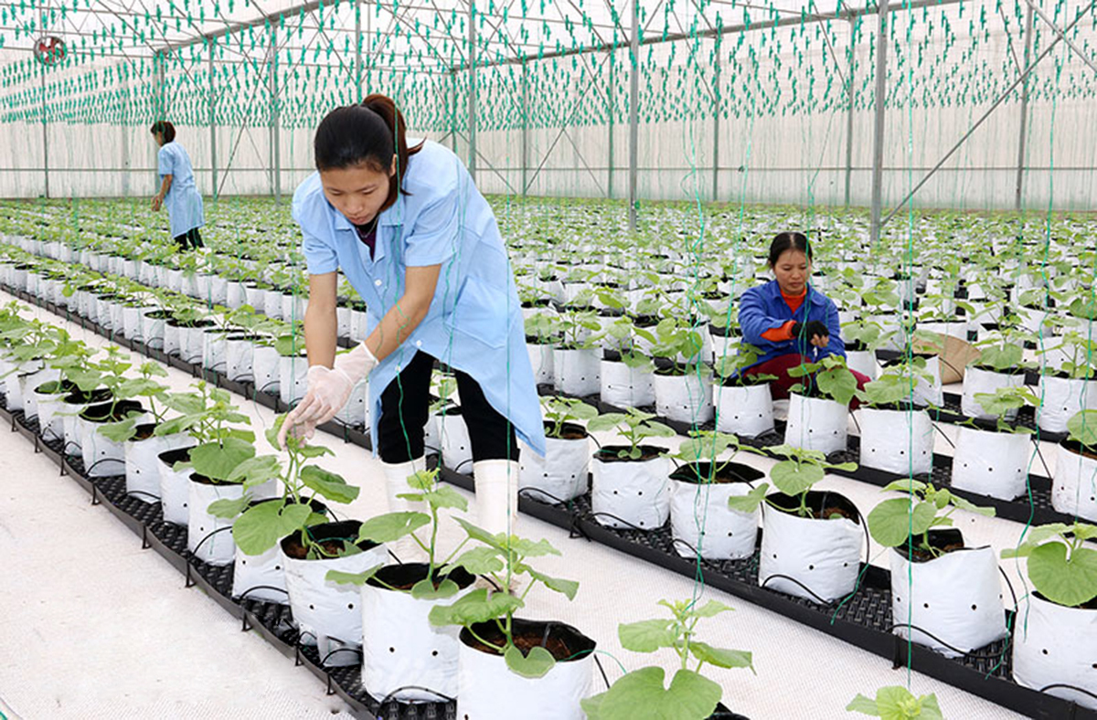 Chuyện xây dựng nông thôn mới kiểu mẫu ở Hà Nam