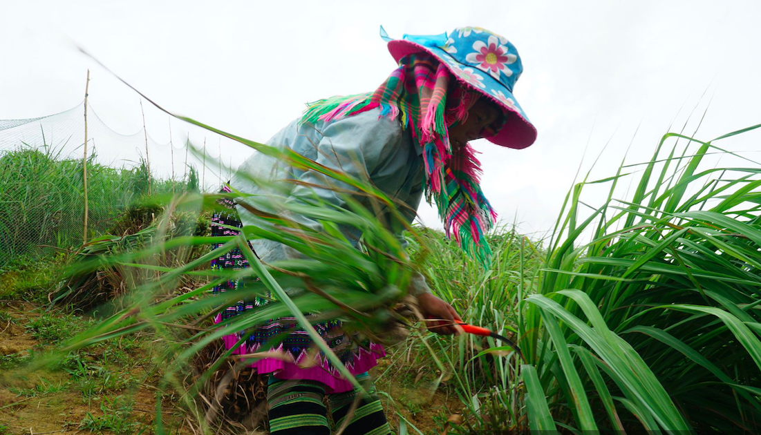 Diện mạo mới ở huyện vùng cao Trạm Tấu (Bài 1): Đồng bào dân tộc thiểu số vững tin phát triển sản phẩm thế mạnh