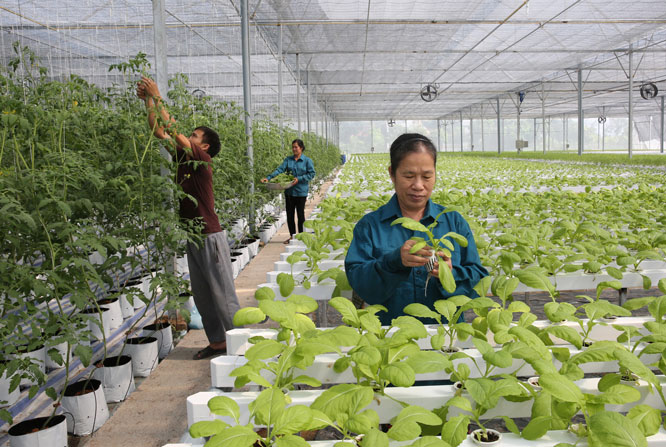 Chính phủ ban hành Nghị quyết hỗ trợ HTX, doanh nghiệp, hộ kinh doanh trong bối cảnh dịch COVID-19