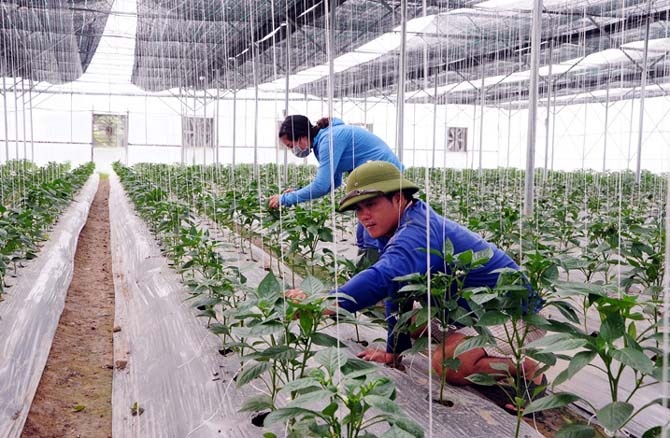 Sửa đổi Luật HTX 2012: 'Chìa khóa' để khu vực HTX bứt phá