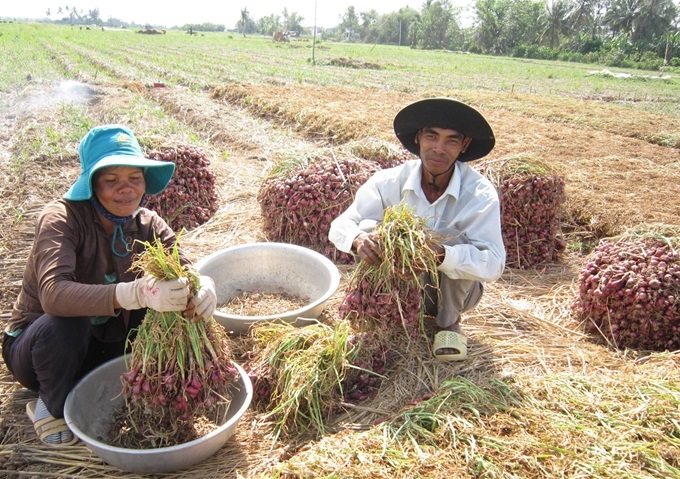 Đồng bào dân tộc thiểu số ở Sóc Trăng làm kinh tế nông nghiệp (Bài 1): Giải 'bài toán' thiếu đất sản xuất