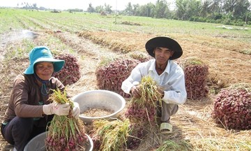 Đồng bào dân tộc thiểu số ở Sóc Trăng làm kinh tế nông nghiệp (Bài 1): Giải 'bài toán' thiếu đất sản xuất