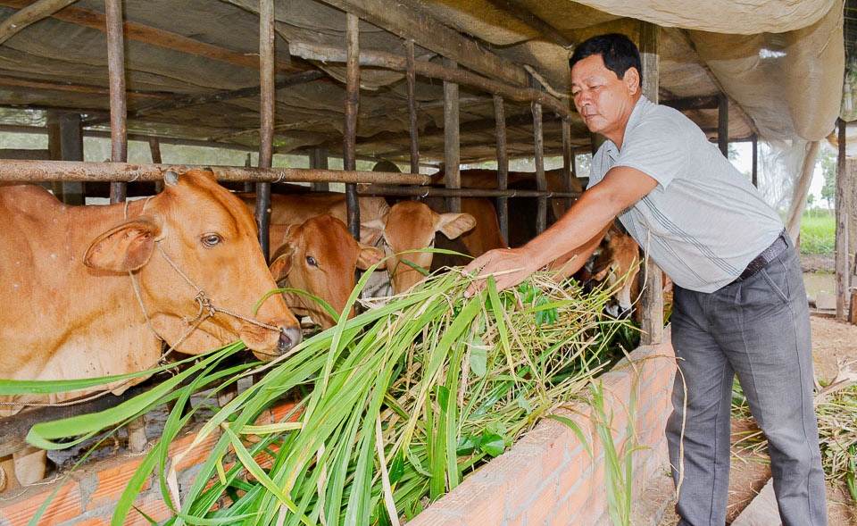 Đồng bào dân tộc thiểu số ở Sóc Trăng làm kinh tế nông nghiệp (Bài 2): Vực dậy nghề nuôi bò