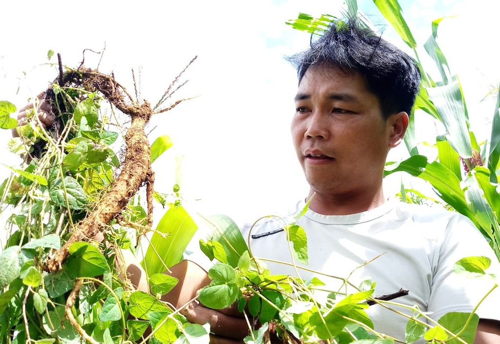 Hướng đi mới của người Cơ Tu ở Quảng Nam (Bài 3): Đổi đời cùng HTX trồng cây đẳng sâm