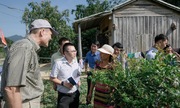 Hướng đi mới của người Cơ Tu ở Quảng Nam (Bài 2): Làm nông nghiệp hàng hóa với chè dây Ra Zéh