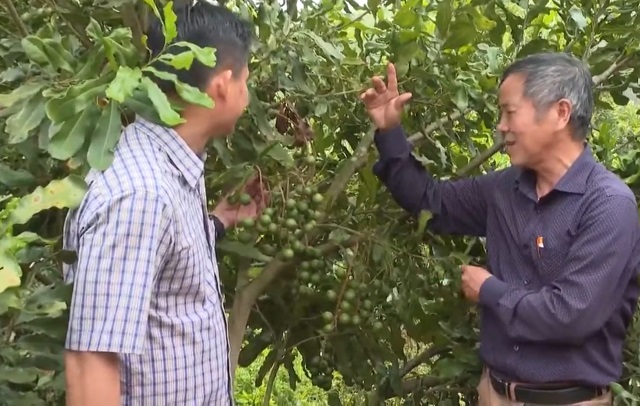 Đồng bào DTTS Kon Tum phát triển cây mắc ca hiệu quả và bền vững (Bài cuối): Động lực từ HTX gắn với chuỗi giá trị sản phẩm