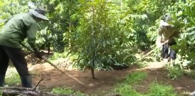 Đồng bào DTTS Kon Tum phát triển cây mắc ca hiệu quả và bền vững (Bài 2): Mở hướng thoát nghèo, vươn lên làm giàu