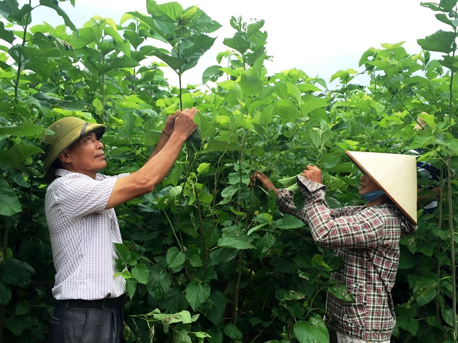 Hiệu quả từ chính sách giảm nghèo ở Bảo Yên (Bài cuối): Phát triển vùng sản xuất nông nghiệp hàng hóa tập trung