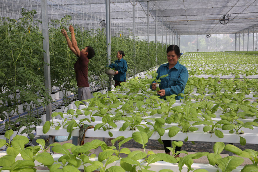 'Nâng chất' cán bộ quản lý HTX vùng dân tộc thiểu số tỉnh Lạng Sơn (Bài cuối): Để HTX phát triển bền vững