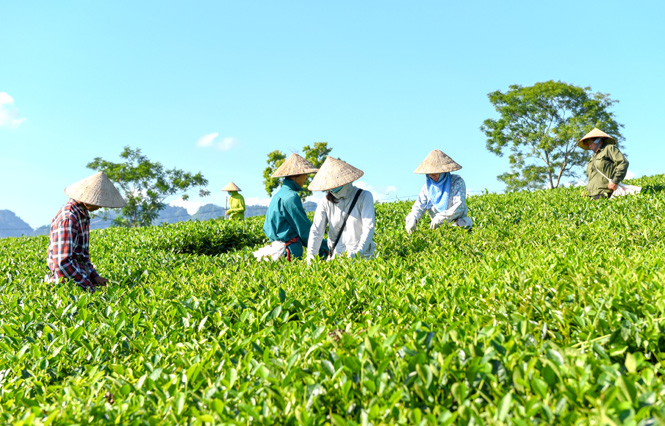 Phó Thủ tướng yêu cầu giải thể dứt điểm các HTX không còn hoạt động