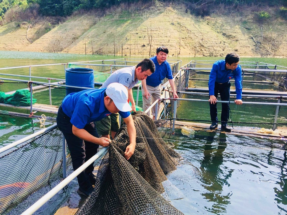 Giám đốc HTX thành công nhờ nuôi cá lồng trên sông Đà